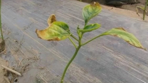 鸡粪发酵不完全，将会造成这种伤害，有这种状况的一定要当心了